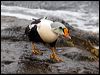 king_eider_69119