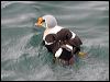 king_eider_69122