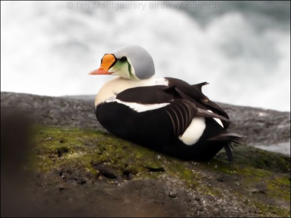 KIng Eider king_eider_69103.jpg