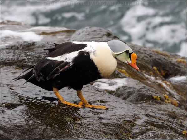 KIng Eider king_eider_69117.jpg