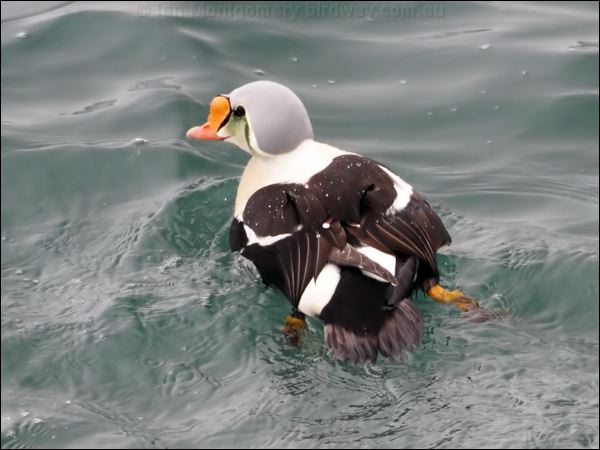 KIng Eider king_eider_69122.jpg