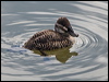lake_duck_208074