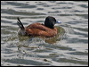 Click here to enter gallery and see photos of Lake Duck