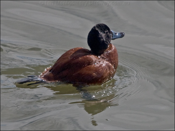 Lake Duck lake_duck_208194.psd