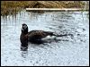 long_tailed_duck_66418