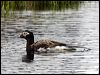 long_tailed_duck_66429