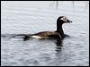 Click here to enter gallery and see photos of Long-tailed Duck