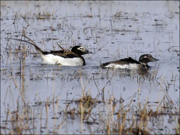 Long-tailed Duck long_tailed_duck_66268.jpg