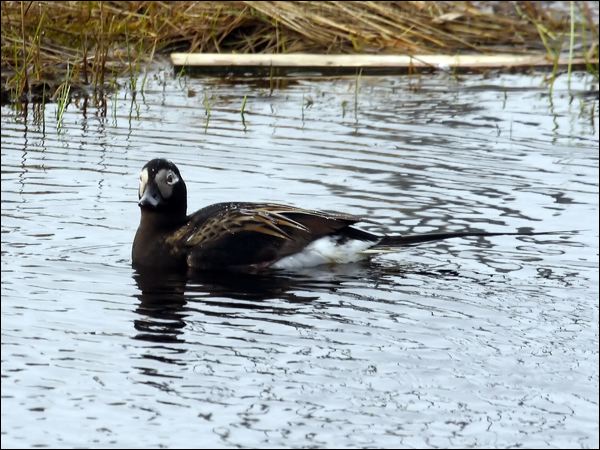 Long-tailed Duck long_tailed_duck_66418.jpg