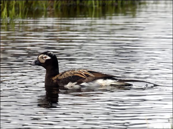 Long-tailed Duck long_tailed_duck_66429.jpg
