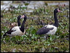 magpie_goose_169771