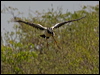 magpie_goose_92874