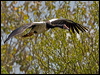 magpie_goose_92992