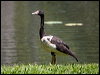 magpie_goose_94444
