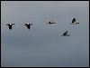 magpie_goose_99982