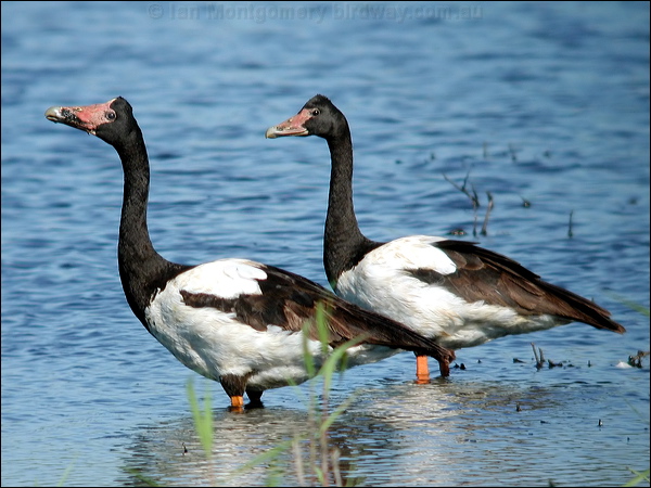 Magpie Goose magpie_goose_16145.jpg