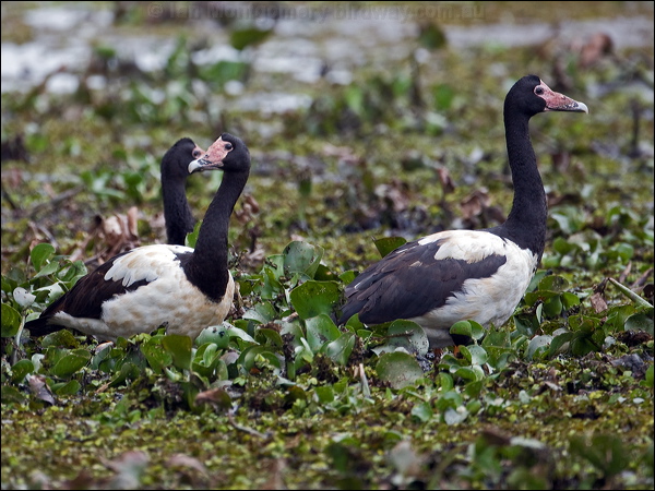 Magpie Goose magpie_goose_169771.psd