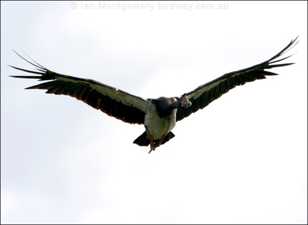 Magpie Goose magpie_goose_32788.jpg