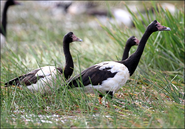 Magpie Goose magpie_goose_35870.jpg