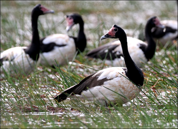 Magpie Goose magpie_goose_35872.jpg