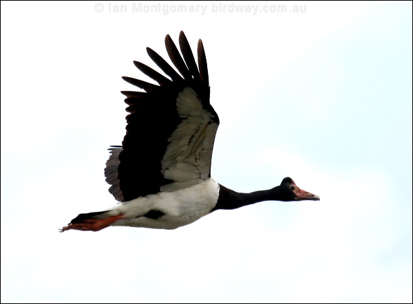 Magpie Goose magpie_goose_44604.jpg