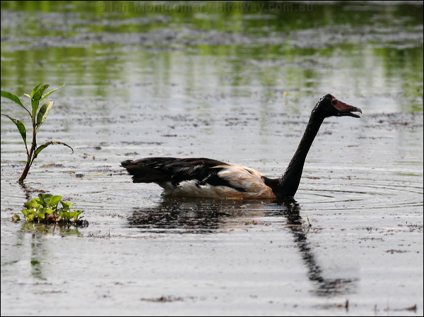 Magpie Goose magpie_goose_59091.jpg