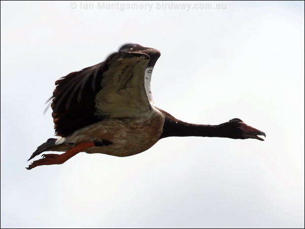 Magpie Goose magpie_goose_59103.jpg