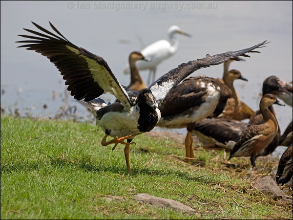 Magpie Goose magpie_goose_92990.psd