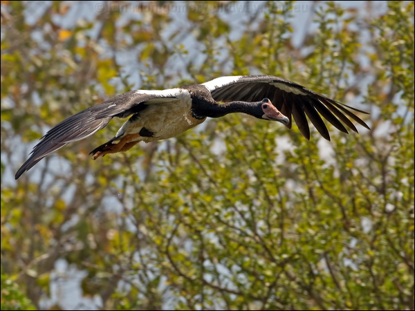 Magpie Goose magpie_goose_92992.psd