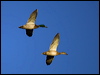 mallard_109958