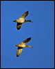 mallard_109959