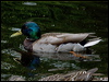 mallard_144198