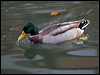 mallard_160788