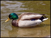 Click here to enter gallery and see photos of Mallard