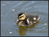 mallard_169256