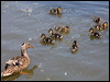 mallard_169260