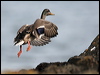 mallard_19642