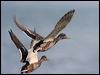 mallard_19643