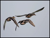 mallard_19645