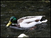 mallard_51214