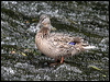 mallard_51488