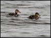 mallard_52079