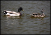 mallard_66263