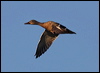 mallard_69670