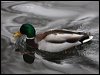 mallard_83682