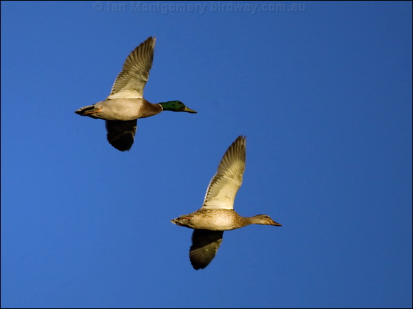 Mallard mallard_109958.psd