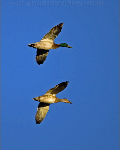Mallard mallard_109959.psd