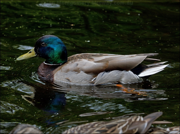Mallard mallard_144198.psd