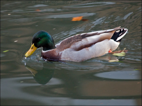 Mallard mallard_160788.psd