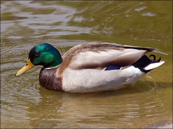 Mallard mallard_169246.psd